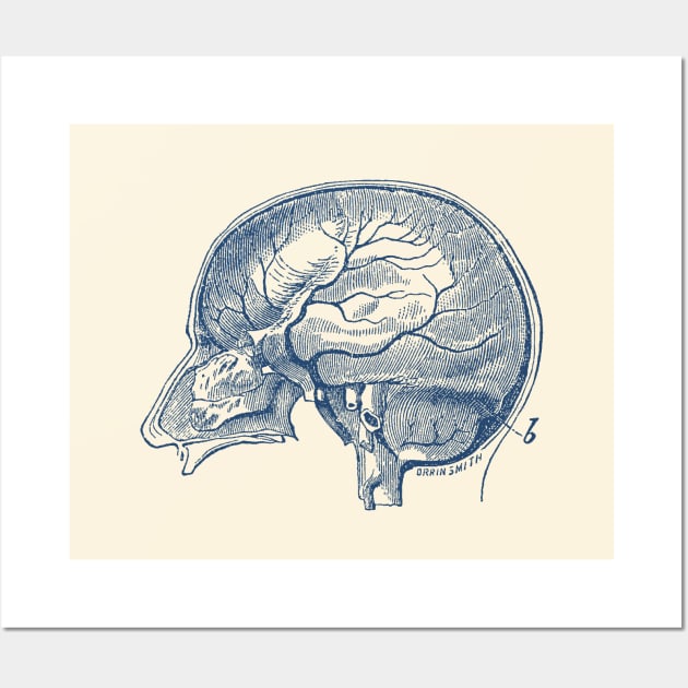 Brain Diagram Two - Anatomy Wall Art by Vintage Anatomy Prints